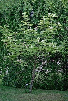 Magnolia tripetala - šácholan tříplatečný - kvetoucí habitus